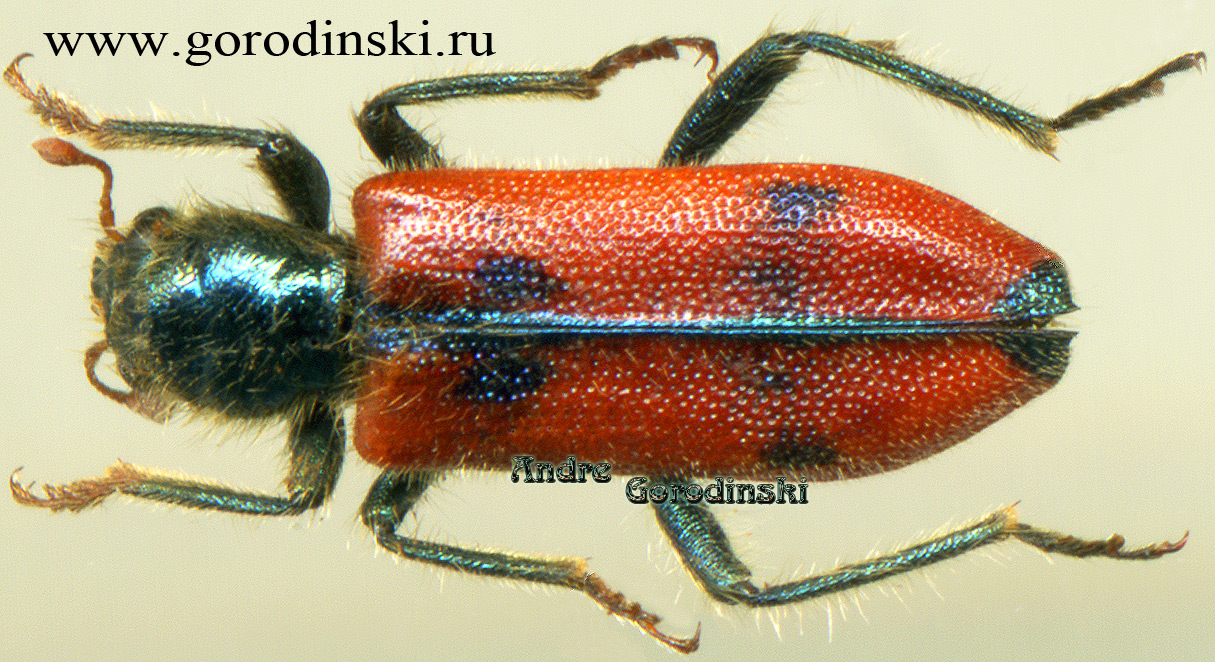 http://www.gorodinski.ru/oth_col/Trichodes sp.1.jpg